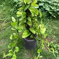 ポトス　グローバルグリーン　1