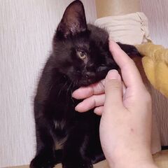 優しい甘えん坊の影丸くん❣