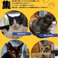 4ヶ月の子猫の里親様募集🐈