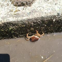 収穫できました！令和7年☆コシヒカリ新米☆30キロ☆１等米☆No.3の画像