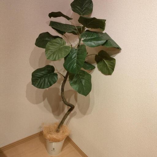 [決まりました] 観葉植物　イミテーショングリーン　ウンベラータ