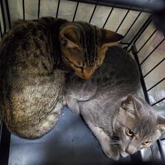 猫用品お譲りください - 買いたい/ください