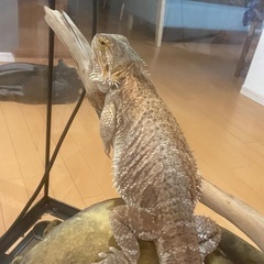 フトアゴヒゲトカゲ