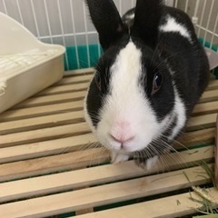 ミニうさぎの雑種です