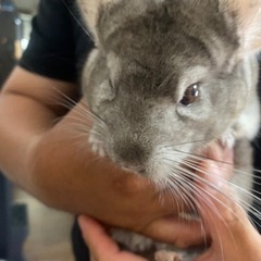 チンチラの4歳のオスです。