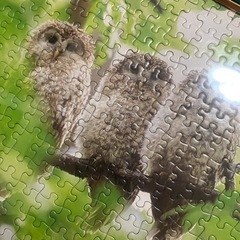 パズル　完成品　フクロウの画像