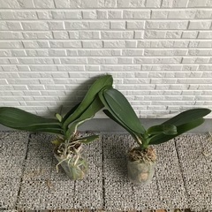 【決まりました】胡蝶蘭苗　差し上げます③