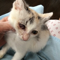 迷いこんできたメスの子猫差し上げます