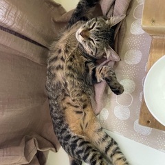 絶対的な可愛さです‪⸜♡⸝‍‬