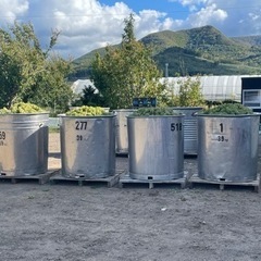 10月7、8、9日3日間人気の🍇ブドウ🍇の収穫作業　仁木町余市町　安価でブドウの購入⭕️の画像