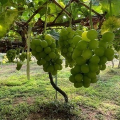 10月7、8、9日3日間人気の🍇ブドウ🍇の収穫作業　仁木町余市町　安価でブドウの購入⭕️の画像
