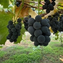 10月7、8、9日3日間人気の🍇ブドウ🍇の収穫作業　仁木町余市町...