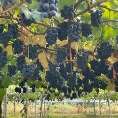 10月7、8、9日3日間人気の🍇ブドウ🍇の収穫作業　仁木町余市町　安価でブドウの購入⭕️の画像