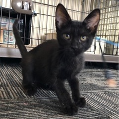 黒猫の子猫♀ こねこの里親会参加します