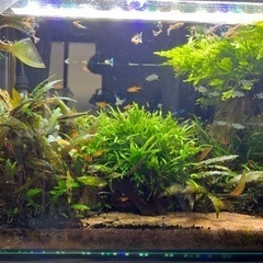 (商談中)熱帯魚、ソイル、その他