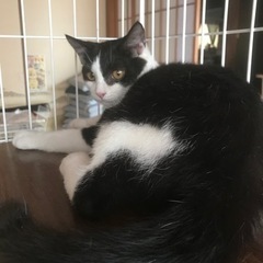 【決まりました】里親さん募集　ハチワレ猫　雄