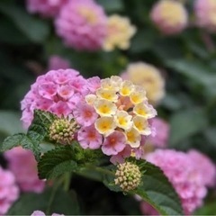 ランタナ 苗