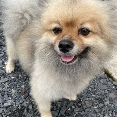 ポメラニアン(オス)里親さんが決まりました