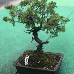 真柏 その他の中古が安い！激安で譲ります・無料であげます