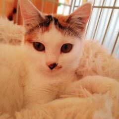 〘正式譲渡〙三毛子猫6ヶ月･避妊手術しました♪白多めの美人さんに...