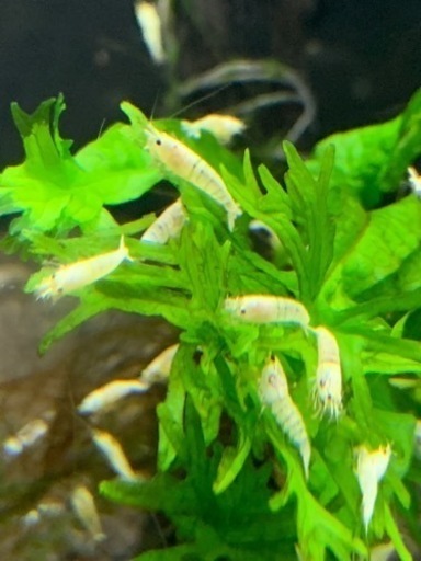 ホワイトビー25匹ブラックビーシュリンプ75匹