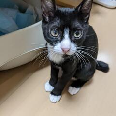好奇心旺盛な靴下がとっても可愛い子猫ちゃん♥️