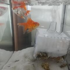 金魚里親募集します2匹。