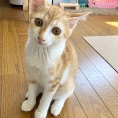 茶トラ白メス　里親様決まりました