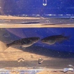 ブラックダイヤ　メダカ　8匹　手渡し限定の画像
