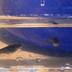 ブラックダイヤ　メダカ　8匹　手渡し限定の画像