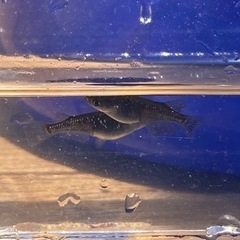 ブラックダイヤ　メダカ　8匹　手渡し限定の画像