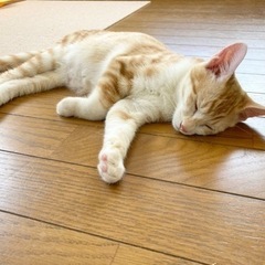 茶トラ白オス①里親様決まりました - 猫