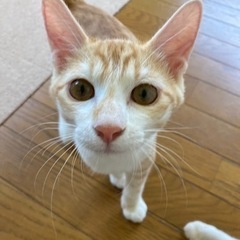 茶トラ白オス①里親様決まりました - 富山市