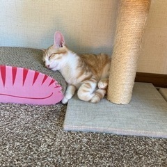 茶トラ白オス①里親様決まりました − 富山県