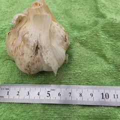 自家栽培無農薬ニンニク　