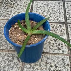アロエ苗（中）　斑入り