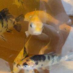 錦鯉紅白と三色併せて  １０匹の画像