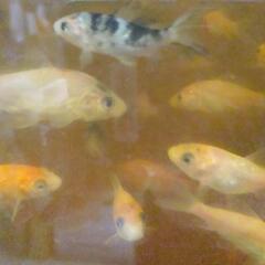 錦鯉紅白と三色併せて  １０匹の画像