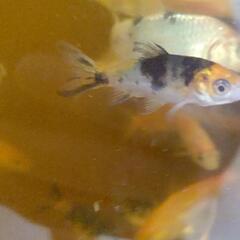 錦鯉紅白と三色併せて  １０匹の画像