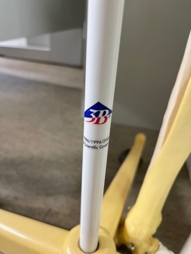 商談中　人体骨格模型 骨格標本　3B Scientific Gmbh 　１６０ｃｍ