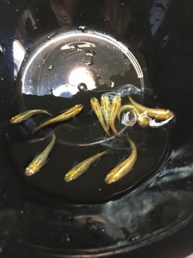 ③メダカ　レクリス10匹　ラメ多め