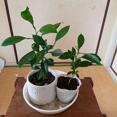 ニューサマーオレンジ苗木2本