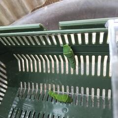 アゲハの幼虫あげます。さらに増えてます