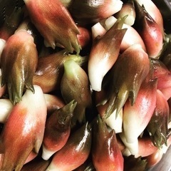 ［売ります］採れたてミョウガ2.1kg
