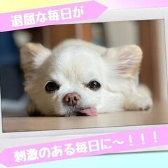 【履歴書不要！】未経験の私が東京で大活躍～♪　＜1700円以上＞...