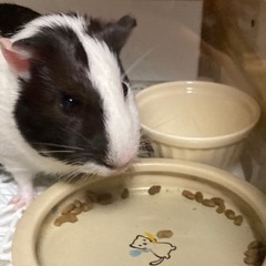 モルモット里親