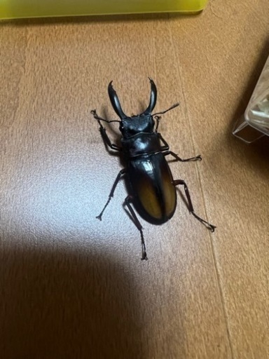 ◆2ペア17000円で取引中◆パリーフタマタクワガタ(エロンガトゥス)チビペア