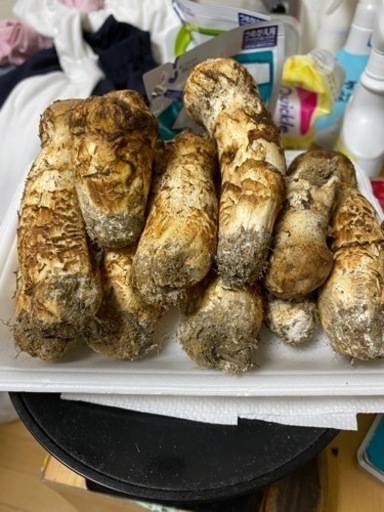 中信産松茸　9月18日朝採れ　400グラム