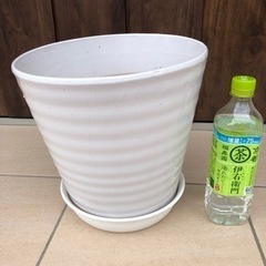 🌸胡蝶蘭が入っていた鉢🌸陶器の画像