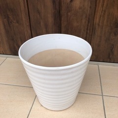 🌸胡蝶蘭が入っていた鉢🌸陶器の画像